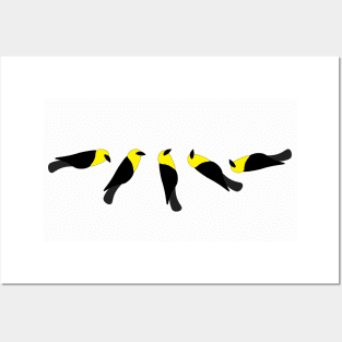 Tumbling yellow-headed blackbirds Posters and Art